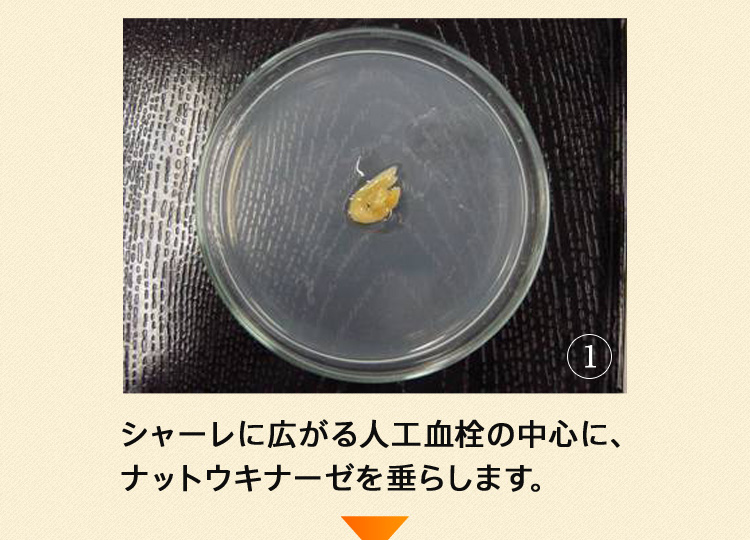 シャーレに広がる人工血栓の中心に、ナットウキナーゼを垂らします。